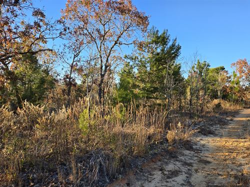 Quiet Lot Surrounded by Nature : Hawthorne : Putnam County : Florida