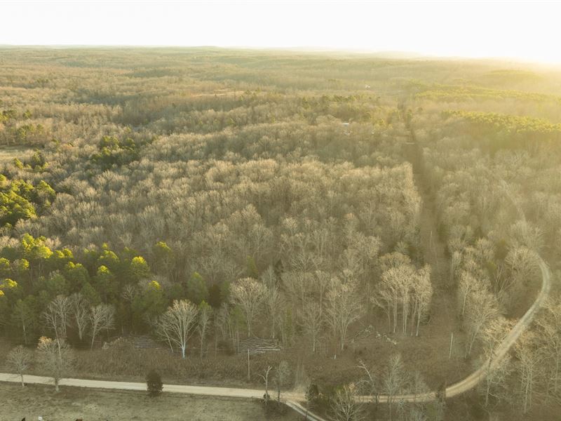White Oak 40 : Mountain View : Shannon County : Missouri