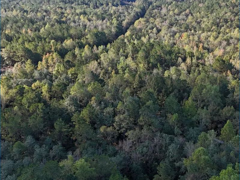 53.7 Acres in Forrest County in Hat : Hattiesburg : Forrest County : Mississippi