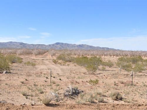 1 Acre, Infinite Horizons : Meadview : Mohave County : Arizona