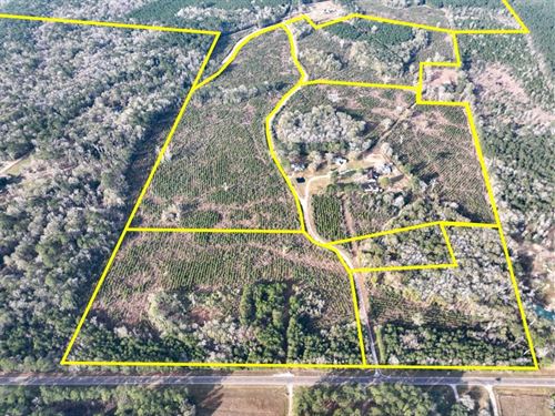 60 Acres, T-2, Tall Cotton Rd, 0 : Saratoga : Hardin County : Texas