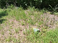 Quick Kentucky Lake Getaway : New Concord : Calloway County : Kentucky