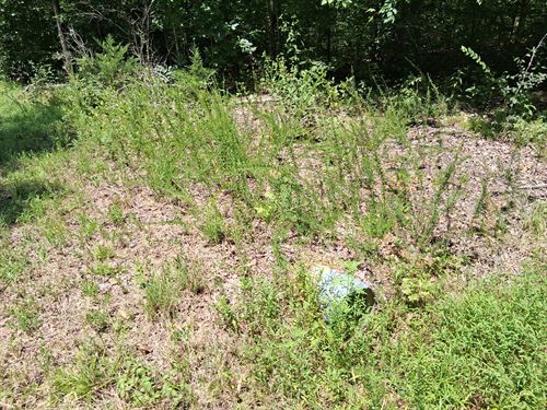 Quick Kentucky Lake Getaway : New Concord : Calloway County : Kentucky