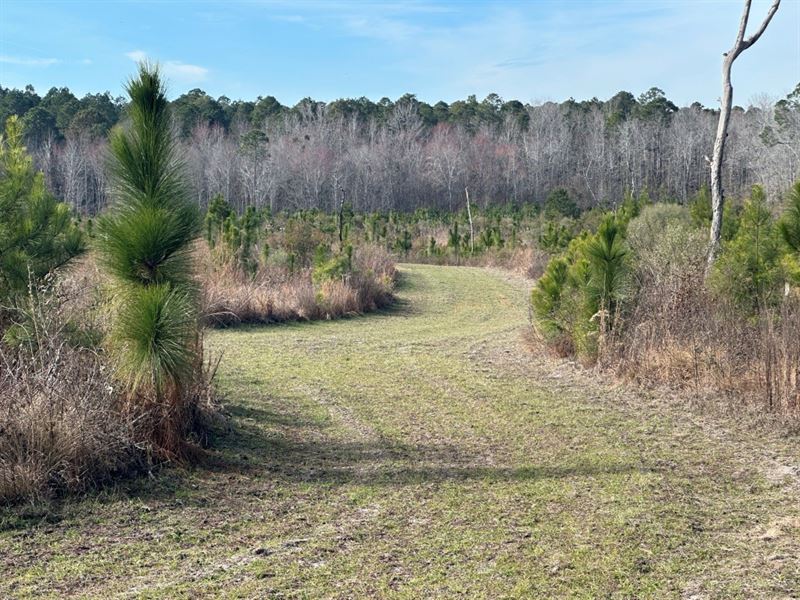 Shady Oaks : Sylvania : Screven County : Georgia