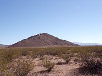 Kingman AZ Lovebirds Escape Lot : Kingman : Mohave County : Arizona