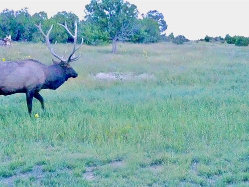 Catron County's Cat Hill Trophy Elk : Quemado : Catron County : New Mexico