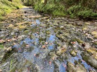 Hills Creek Furman Black Belt : Furman : Dallas County : Alabama