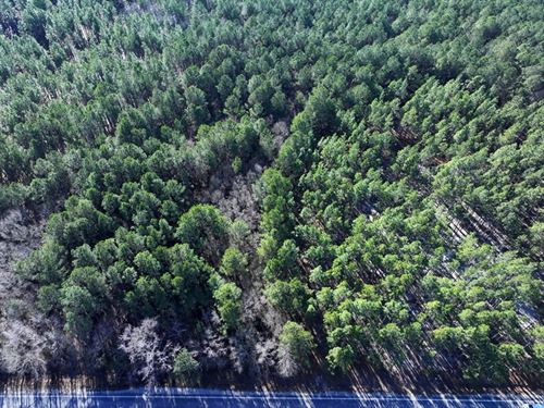 Lot 4 Rural Wooded Lot : Fairmont : Robeson County : North Carolina