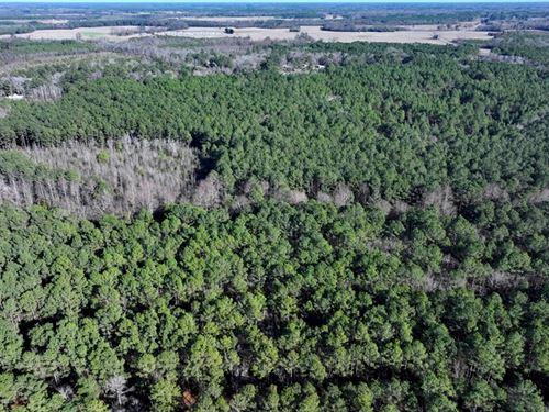 Lot 27 Timber and Hunting Land : Fairmont : Robeson County : North Carolina