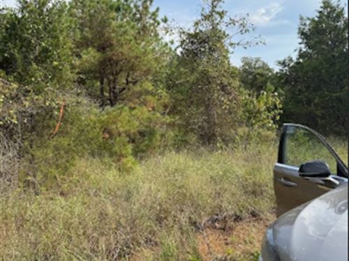 Pine-Lined Lot in Cherokee Village : Cherokee Village : Sharp County : Arkansas