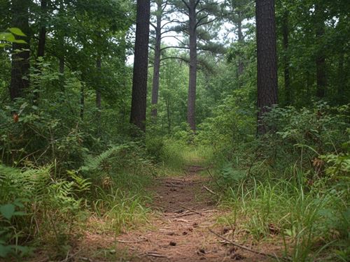 Wooded Terrain Near Gray Court, SC : Gray Court : Laurens County : South Carolina