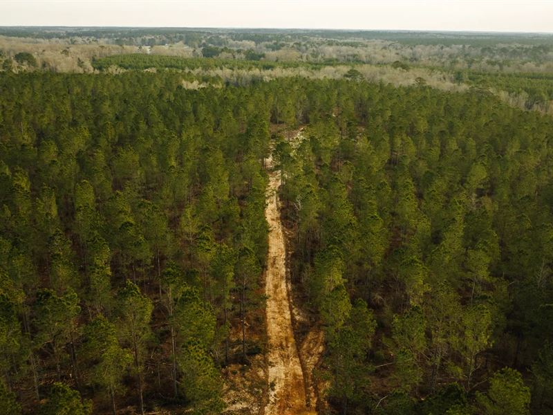 311 Acres in Lincoln County, MS : Bogue Chitto : Lincoln County : Mississippi