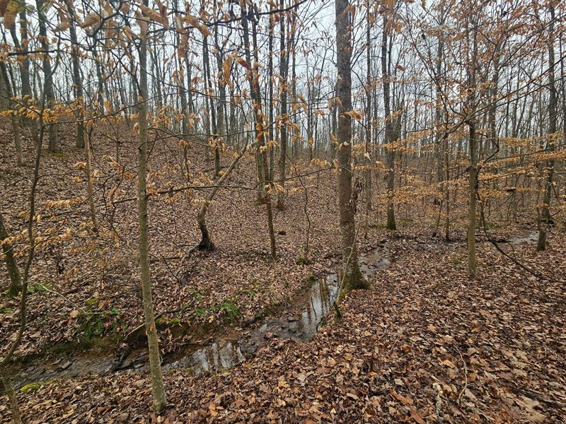 Toney Tract 13 Wooded Acres : Attalla : Etowah County : Alabama