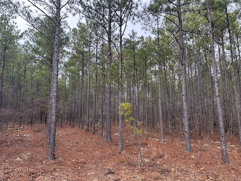 5.12 Hunter Drive, Marion Co : Mauk : Marion County : Georgia