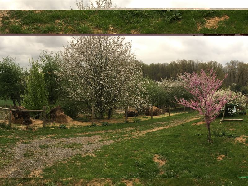 Berries-N-Fruit Farm & 4-2 House : Mount Solon : Augusta County : Virginia