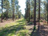 O'quinns Pond Farm, 5 Acres : Milledgeville : Baldwin County : Georgia