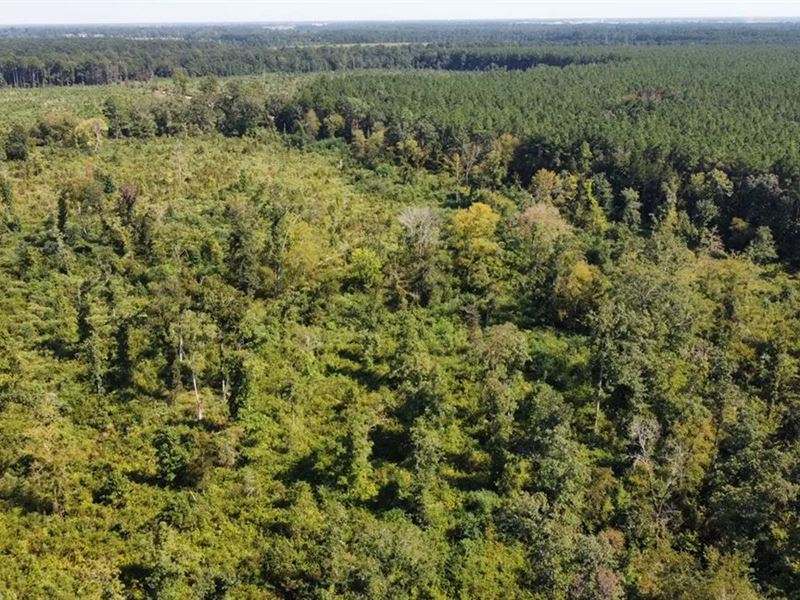 40 Acres for Sale Morehouse Parish : Bastrop : Morehouse Parish : Louisiana