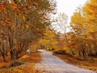 Powerlines Are at The Property : Horseshoe Bend : Izard County : Arkansas