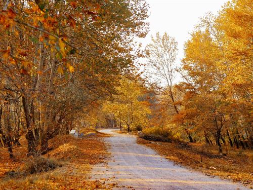 Powerlines Are at The Property : Horseshoe Bend : Izard County : Arkansas