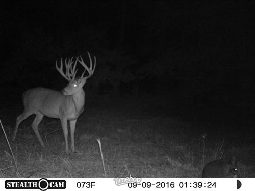 62 Acres Joining Raft Creek Wma : Georgetown : White County : Arkansas