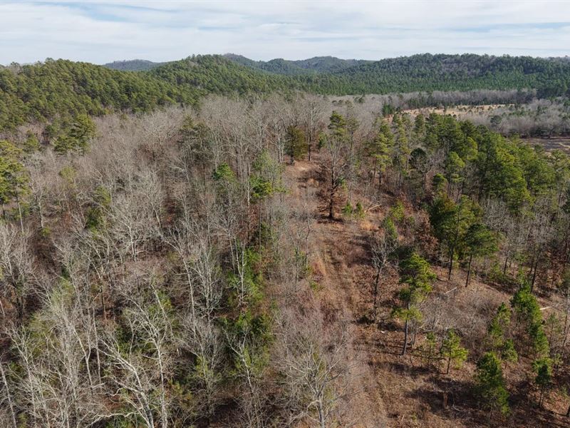100 Acres in Montgomery County, AR : Oden : Montgomery County : Arkansas
