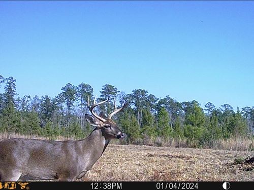 Fire Tower 238 Tract : Chatom : Washington County : Alabama
