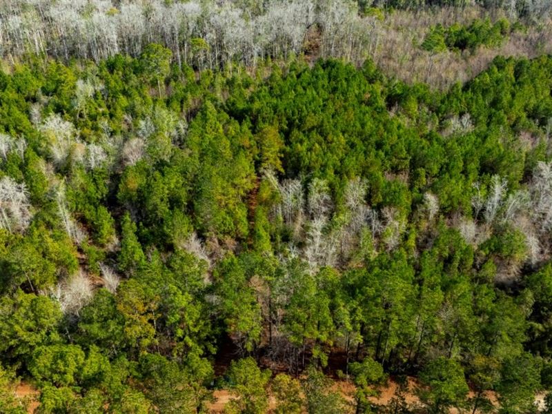 Bulloch Homeplace : Statesboro : Bulloch County : Georgia