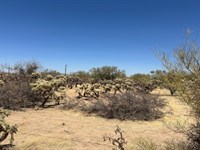 Yours Natural Desert Landscape : Tucson : Pima County : Arizona