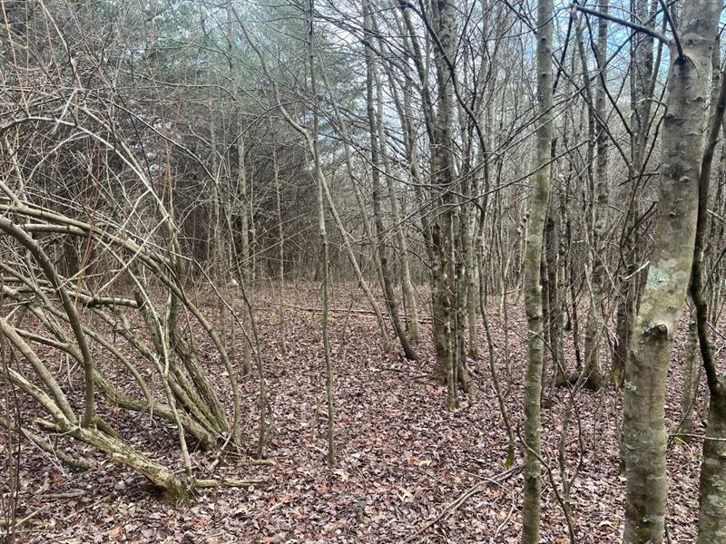 2 Acres in Marion County, TN : Sequatchie : Marion County : Tennessee