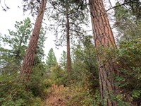 The Best Time to Buy Land Now in OR : Chiloquin : Klamath County : Oregon