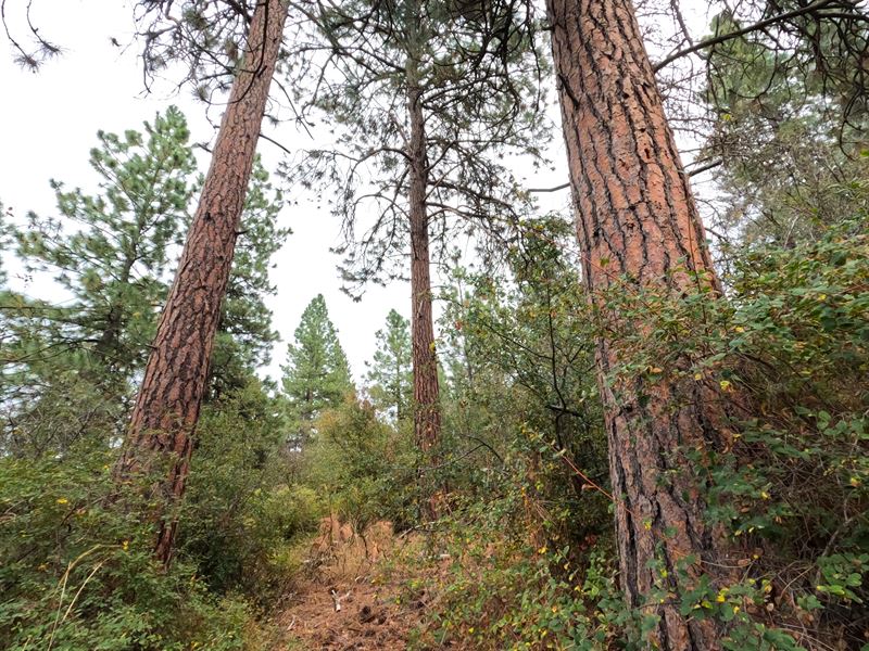 The Best Time to Buy Land Now in OR : Chiloquin : Klamath County : Oregon