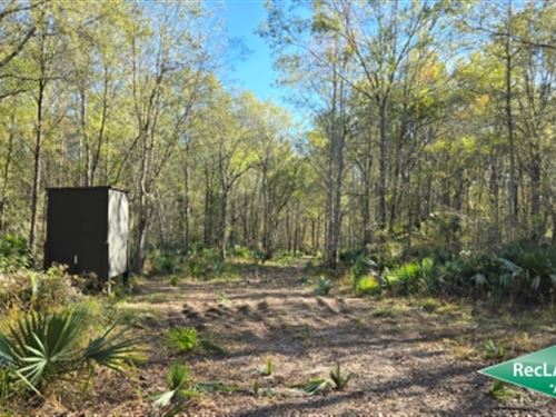 543 Ac Timberland & Hunting : Hull : Liberty County : Texas