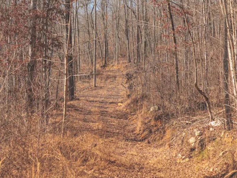 1,445 Acre Farm with 2 Homes in Ble : Dunlap : Bledsoe County : Tennessee