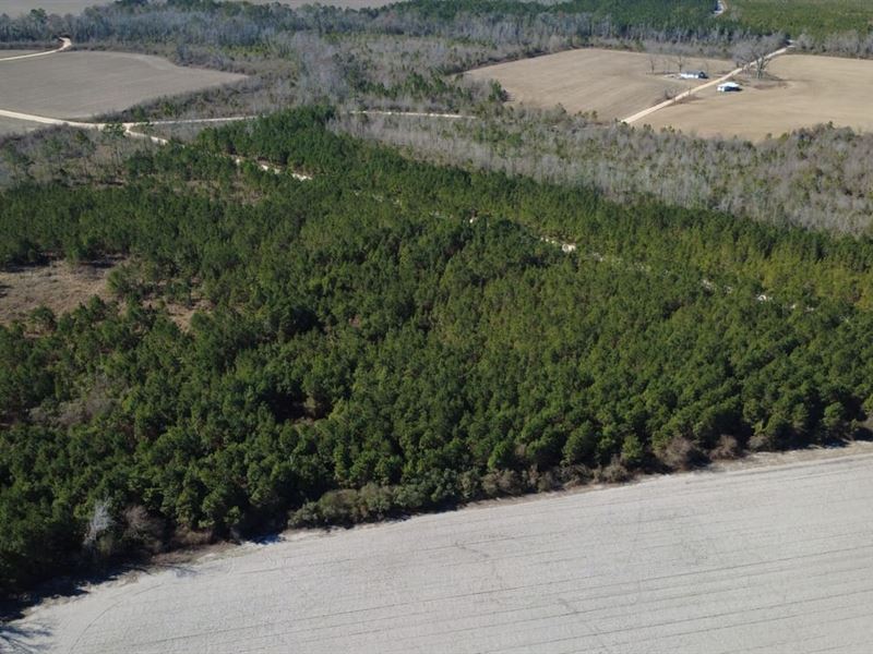 Tract 4, Greyhound Road, Mershon : Mershon : Bacon County : Georgia