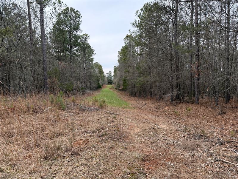 55-Acre Hunting Tract, Oglethorpe : Carlton : Oglethorpe County : Georgia