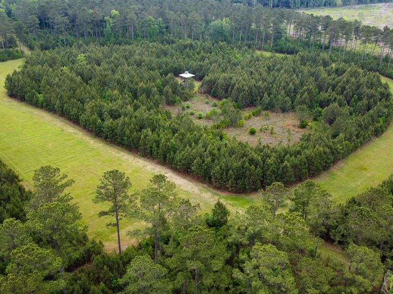 Hayne Hall Plantation : Jacksonboro : Colleton County : South Carolina