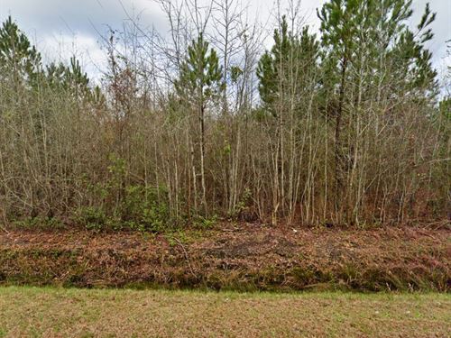 No HOA, Shaded Lot, Owner Financing : Maple Hill : Pender County : North Carolina