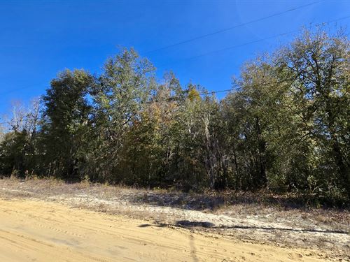 Super Nice Building Lot with Power : Interlachen : Putnam County : Florida