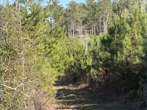 40 Acres in Simpson County in Harri : Harrisville : Simpson County : Mississippi