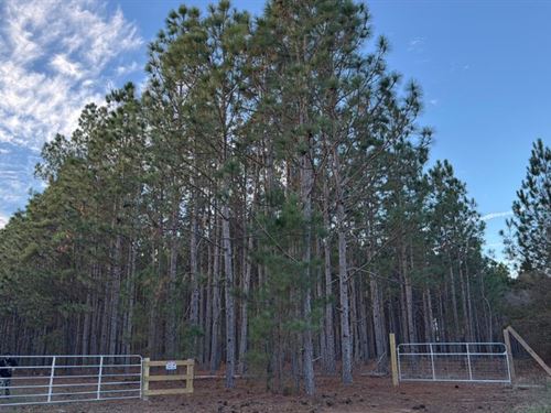 Dorsey Clark Pines : Sylvania : Screven County : Georgia