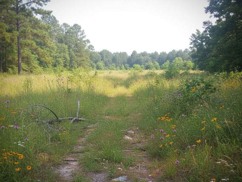 3 Acres in Greenwood County, SC : Hodges : Greenwood County : South Carolina