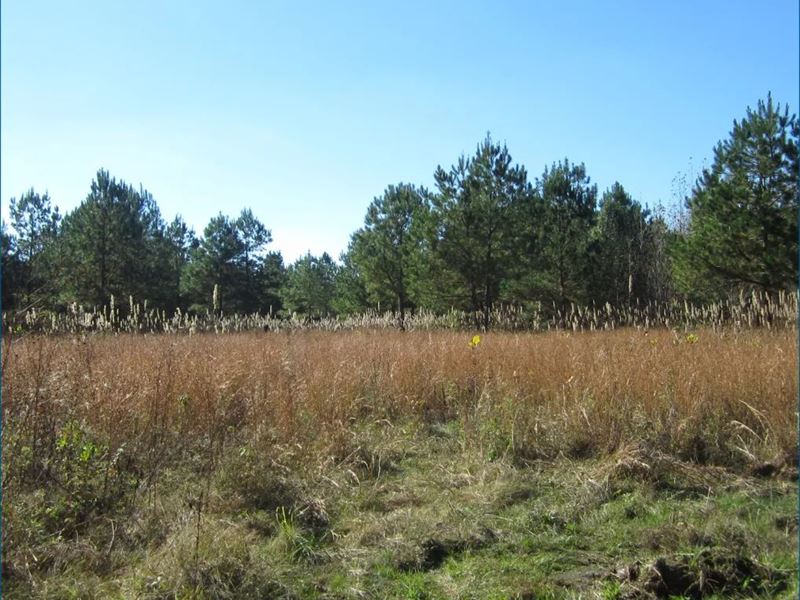29.28 Acres Tract 3 in Tippah Cou : Walnut : Tippah County : Mississippi