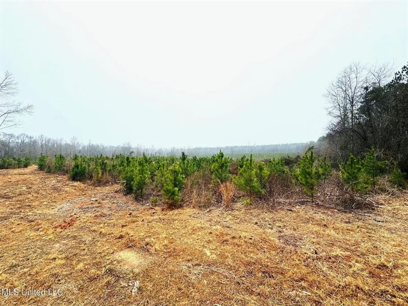 Hunting & Homesite Land Near Tyler : Tylertown : Walthall County : Mississippi