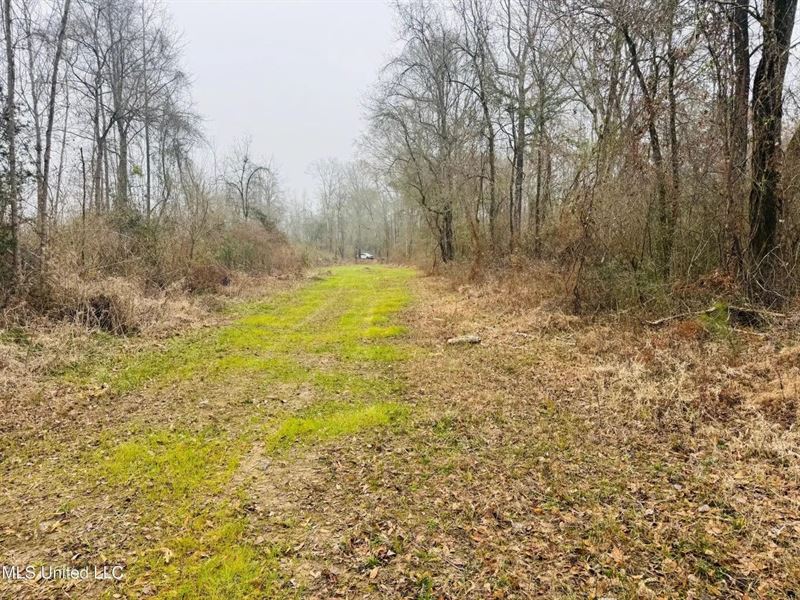 Hunting & Homesite Land Near Tyler : Tylertown : Walthall County : Mississippi