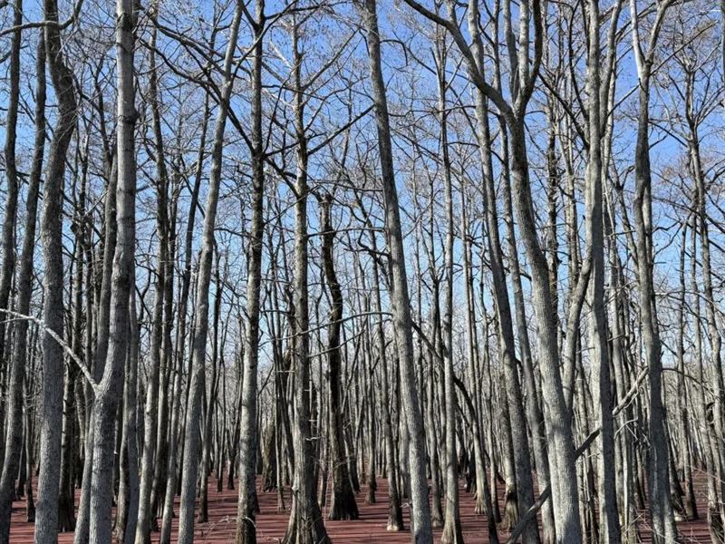 37 Acres in Leflore County in Minte : Minter City : Leflore County : Mississippi