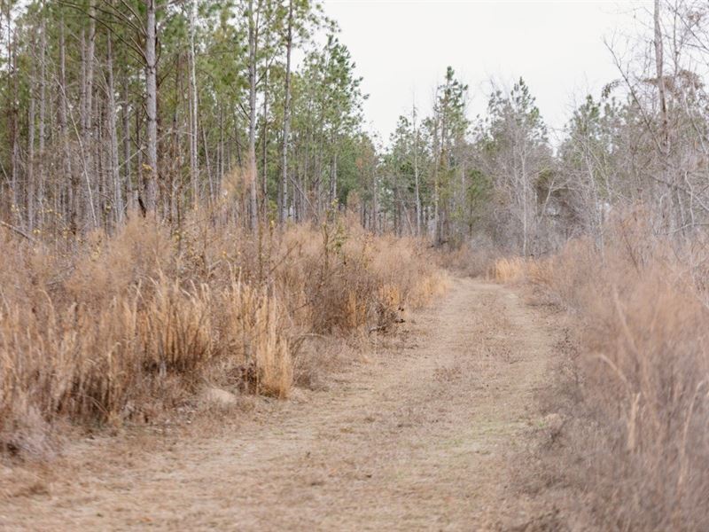 Bunn Store Road Homesite : Midville : Burke County : Georgia