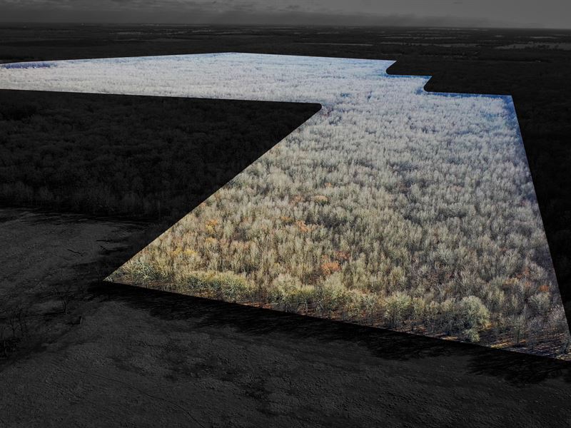 Hunting & Recreational Land, NE TX : Detroit : Red River County : Texas