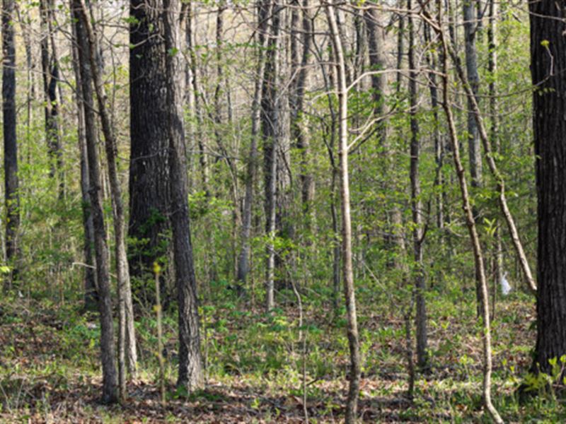 Design Your Ozark Destiny : Williford : Sharp County : Arkansas