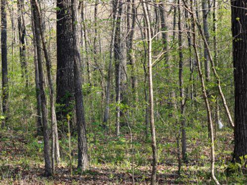 Design Your Ozark Destiny : Williford : Sharp County : Arkansas