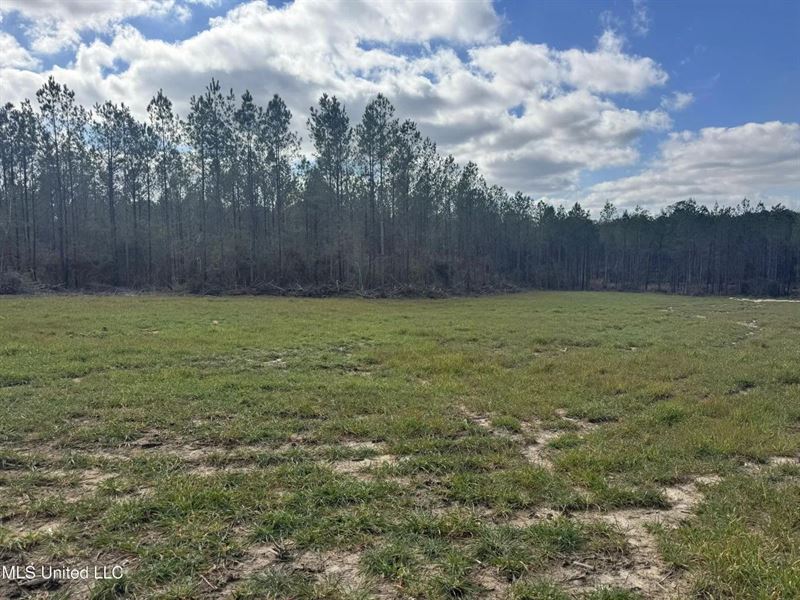 220 Acres South MS Hunting Tract WI : Magnolia : Amite County : Mississippi